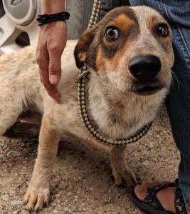This is the first picture of Rosie on the reservation. She looks so scared!