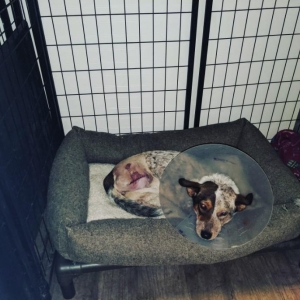 Rosie after surgery to remove her leg.