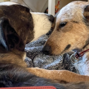 Rosie and Mabel