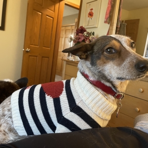 Rosie hates this sweater.