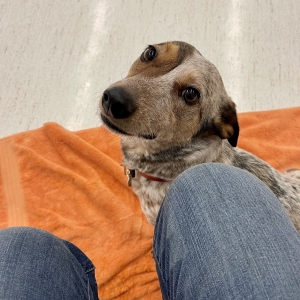 Rosie