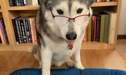 North Star Therapy Animals