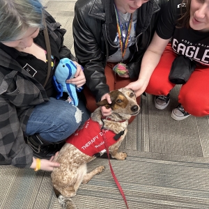 Rosie in Shakopee