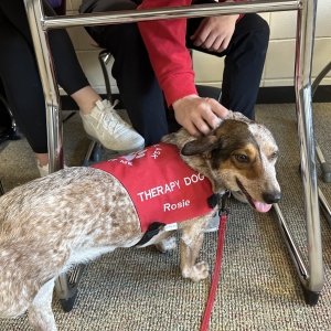 Rosie in Shakopee