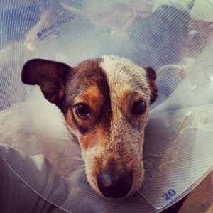 Rosie at foster home