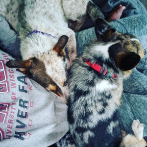 Rosie at foster home