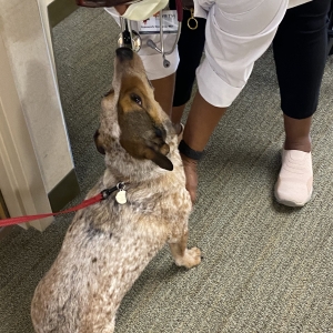 Rosie at Maple Grove Hospital