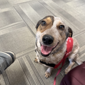 Rosie in Shakopee