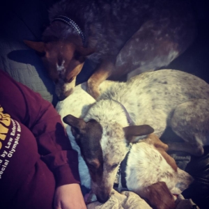 Rosie at foster home