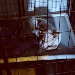 Rosie at foster home