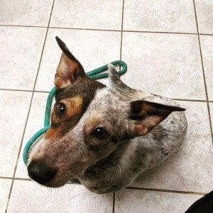 Rosie at foster home