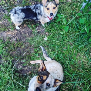 Rosie at foster home