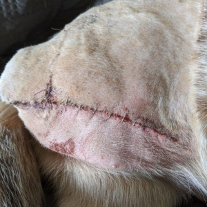 Rosie at foster home