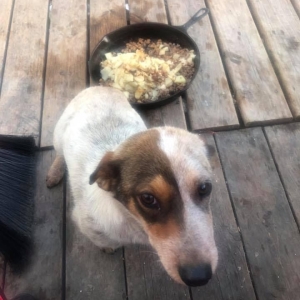 Rosie at foster home