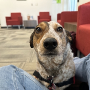 Rosie in Shakopee