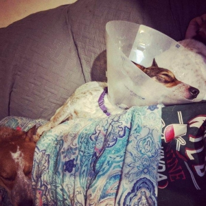 Rosie at foster home