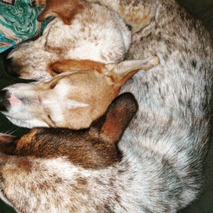 Rosie at foster home