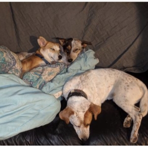 Rosie's Foster Buddies