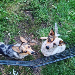 Rosie at foster home