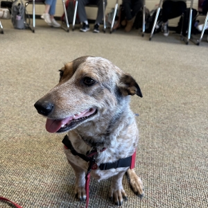 Rosie in Shakopee