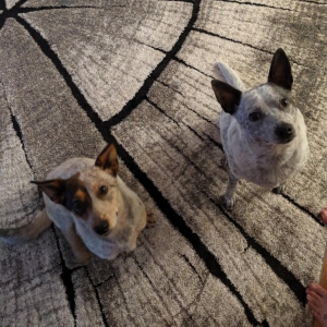 Rosie at foster home