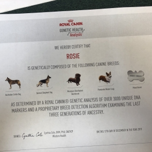 Rosie DNA Results