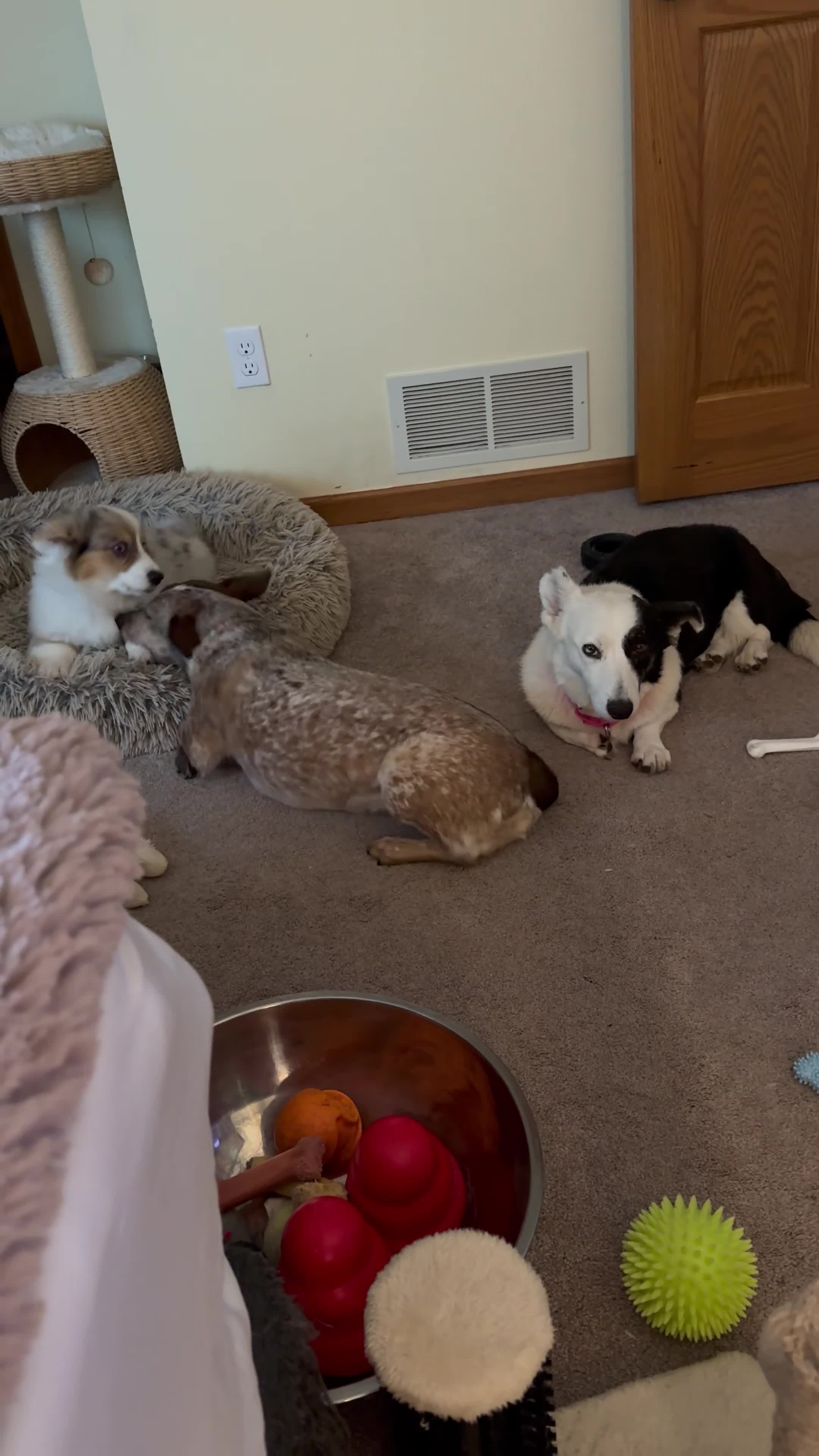 Jojo, Rosie and Dottie