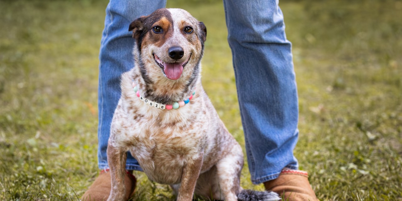 Ruff Start Rescue Photo Session